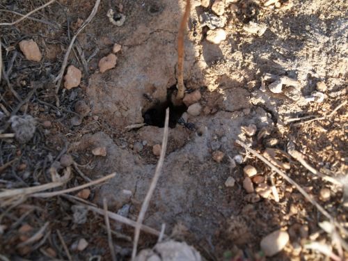 Fotografia de torresgranero - Galeria Fotografica: Naturaleza Viva - Foto: Hormiguero