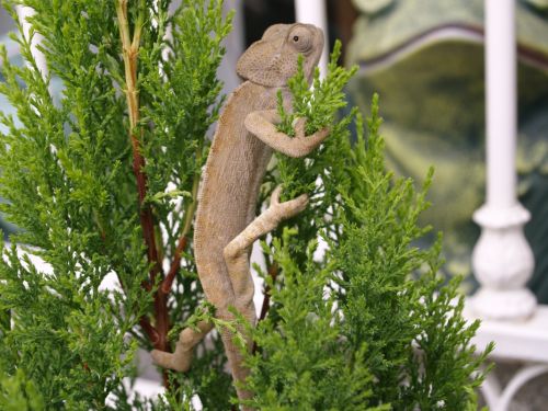 Fotografia de torresgranero - Galeria Fotografica: Naturaleza Viva - Foto: Cazador Cazado