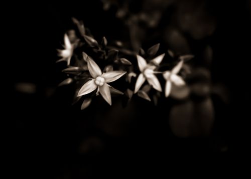 Fotografia de alexpicturelabs - Galeria Fotografica: ediciones digitales - Foto: dark flowers