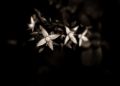 Fotos de alexpicturelabs -  Foto: ediciones digitales - dark flowers