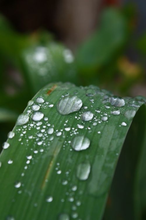 Fotografia de Glavia Photography - Galeria Fotografica: Flores - Foto: Peque�os diamantes..