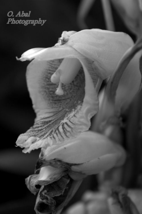 Fotografia de Glavia Photography - Galeria Fotografica: Flores - Foto: En blanco y negro