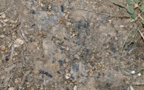 Fotografia de torresgranero - Galeria Fotografica: Naturaleza Viva - Foto: Araas