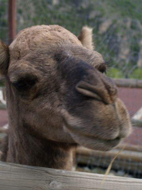 Fotografia de torresgranero - Galeria Fotografica: Naturaleza Viva - Foto: Mira el pajarito