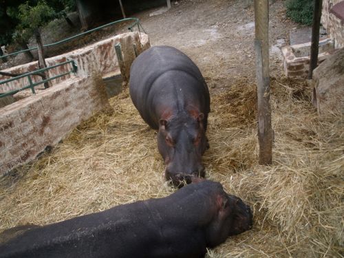 Fotografia de torresgranero - Galeria Fotografica: Naturaleza Viva - Foto: Hipopotamo