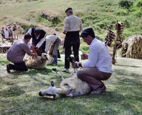 Fotografia de Vickydp - Galeria Fotografica: ETNOGRAFA - Foto: PREPARANDO A LAS OVEJAS