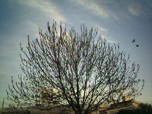 Fotografia de Matas - Galeria Fotografica: Fotos Varias - Foto: Otoo seco