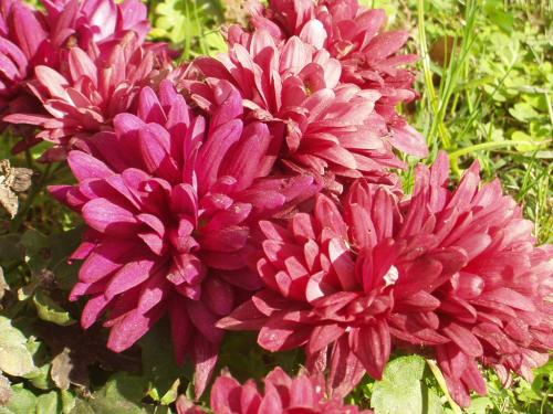 Fotografia de Matas - Galeria Fotografica: Fotos Varias - Foto: Flores