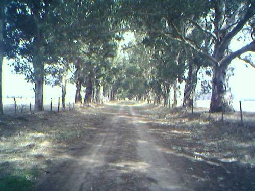 Fotografia de Matas - Galeria Fotografica: Fotos Varias - Foto: Campo traviesa