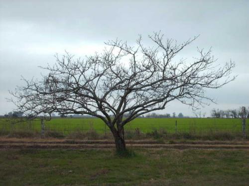 Fotografia de GUSH - Galeria Fotografica: FOTOS RECREATIVAS - Foto: ARBOL