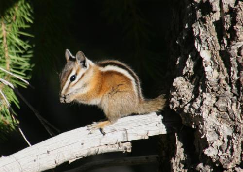Fotografia de Manel Puigcerver - Galeria Fotografica: Fotos de naturaleza - Foto: Tamias amoenus