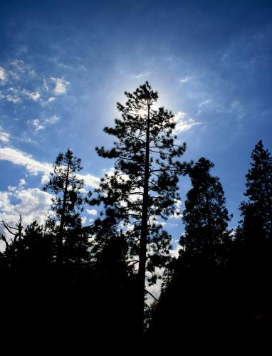 Fotos mas valoradas » Foto de Manel Puigcerver - Galería: Fotos de naturaleza - Fotografía: Atardecer en Yosem