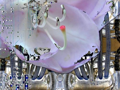 Fotografia de artammon - Galeria Fotografica: artammon - Foto: flores informaticas21