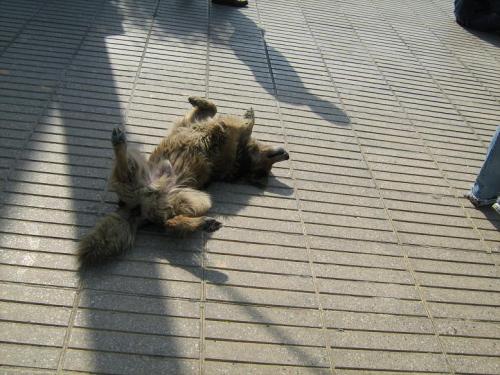 Fotografia de Marknorway - Galeria Fotografica: Valparaiso - Foto: Un perro