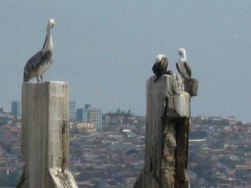 Fotografia de Marknorway - Galeria Fotografica: Valparaiso - Foto: Pelicanos