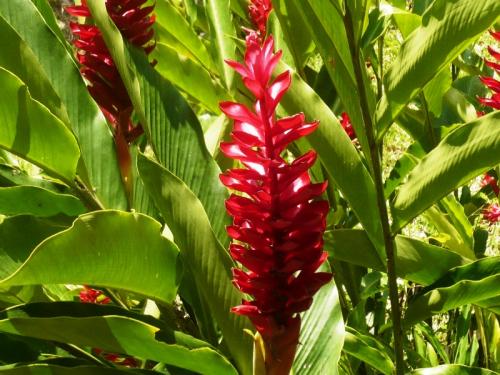 Fotografia de Vero Art! - Galeria Fotografica: Verde Obssesion - Foto: rojo verde								