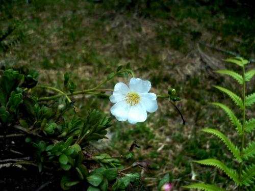 Fotografia de Vero Art! - Galeria Fotografica: Verde Obssesion - Foto: solitaria								