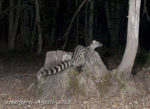 Fotografia de robergarci - Galeria Fotografica: Zorro en 