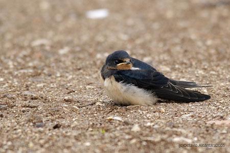 Fotografia de avesnatureza - Galeria Fotografica: nem tudo so pardais - Foto: 