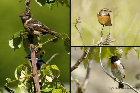 Fotografia de avesnatureza - Galeria Fotografica: nem tudo so pardais - Foto: 