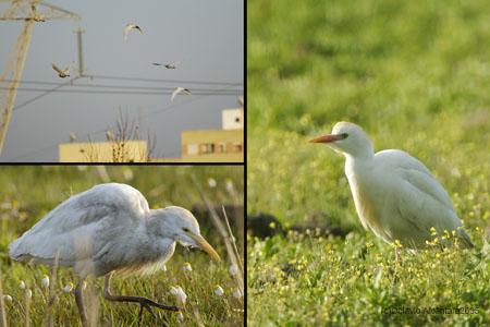 Fotografia de avesnatureza - Galeria Fotografica: nem tudo so pardais - Foto: 