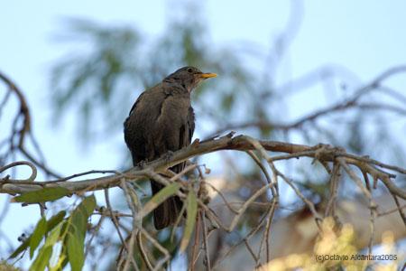Fotografia de avesnatureza - Galeria Fotografica: nem tudo so pardais - Foto: 
