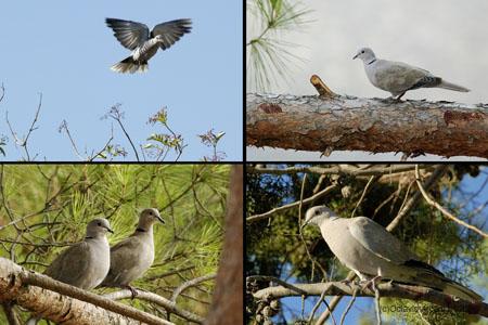 Fotografia de avesnatureza - Galeria Fotografica: nem tudo so pardais - Foto: 