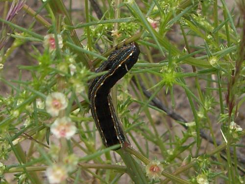 Fotografia de n/a - Galeria Fotografica: Nubes1 - Foto: 								