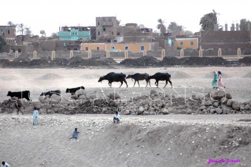 Fotografia de Vericuetos - Galeria Fotografica: Paseos por el mundo II - Foto: Atardecer en el Nilo