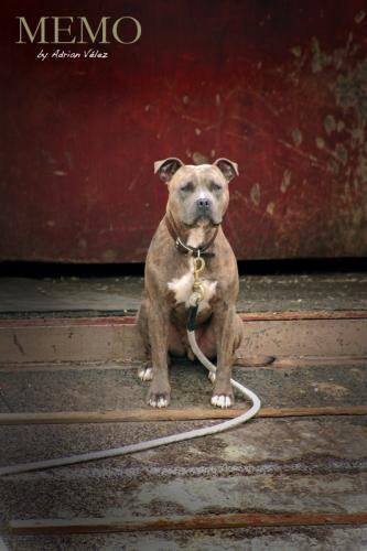 Fotografia de adrian - Galeria Fotografica: MEMO - Foto: El serio
