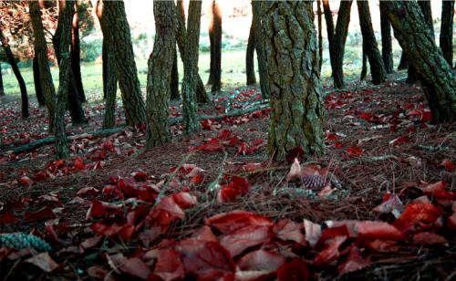 Fotografia de Leticia Pedrosa - Galeria Fotografica: paisajes - Foto: humedo