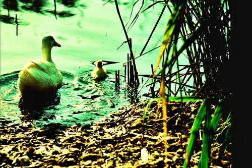 Fotografia de xeday - Galeria Fotografica: viajes - Foto: familia de patos en menorca