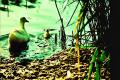 Foto de  xeday - Galería: viajes - Fotografía: familia de patos en menorca