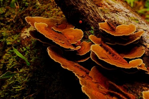 Fotografia de ALFREDO RAMIREZ RUBIO - Galeria Fotografica: BOSQUE MESOFILO - Foto: BOSQUE MESOFILO