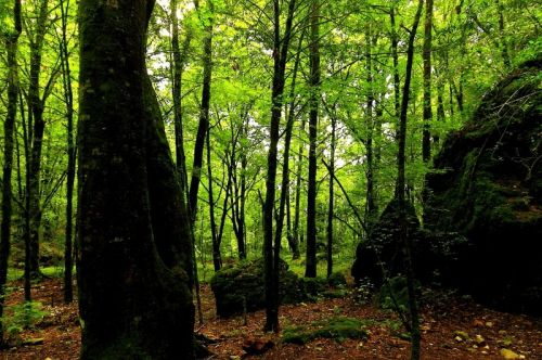 Fotografia de ALFREDO RAMIREZ RUBIO - Galeria Fotografica: BOSQUE MESOFILO - Foto: arboles