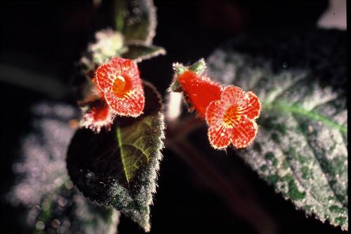 Fotografia de Lewi Moraes - Galeria Fotografica: Naturaleza - Foto: La Primavera