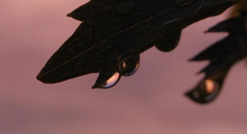 Fotografia de Oscar - Galeria Fotografica: Peque�os para�sos - Foto: 