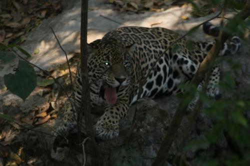 Fotografia de bom - Galeria Fotografica: Natu - Foto: jaguar