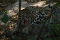 Foto de  bom - Galería: Natu - Fotografía: jaguar
