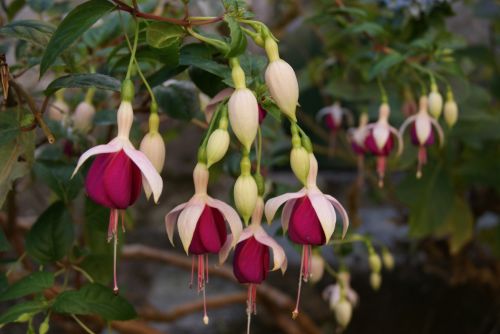 Fotografia de janfri - Galeria Fotografica: flores - Foto: 