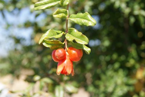 Fotografia de janfri - Galeria Fotografica: flores - Foto: 