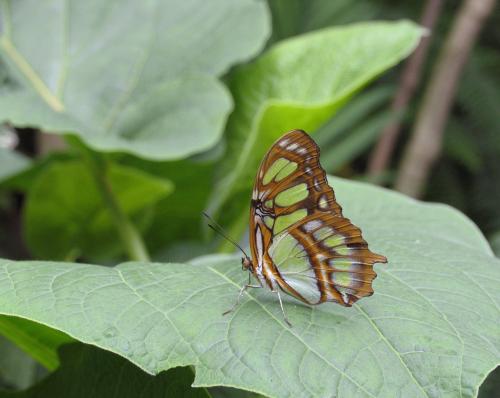 Fotografia de LICINIOCALVO - Galeria Fotografica: MARIPOSAS - Foto: 