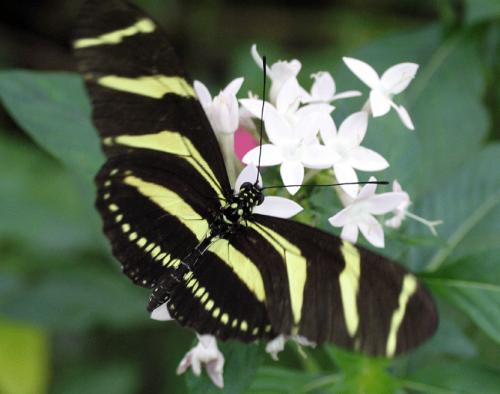 Fotografia de LICINIOCALVO - Galeria Fotografica: MARIPOSAS - Foto: 