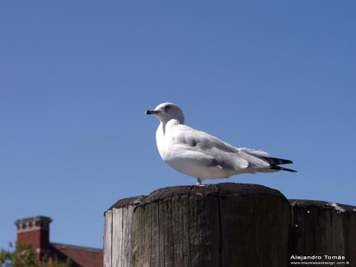 Fotografia de Black Label Design - Galeria Fotografica: New York City - Foto: El vigilante...