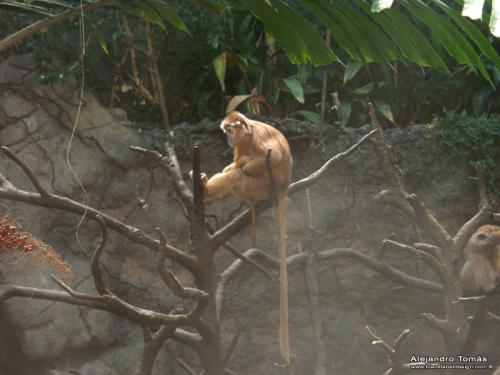 Fotografia de Black Label Design - Galeria Fotografica: Naturaleza - Foto: Monkey Island 1