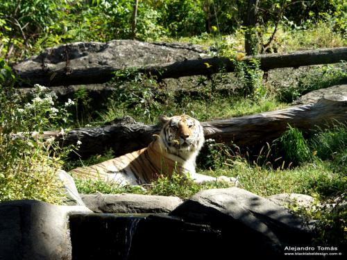 Fotografia de Black Label Design - Galeria Fotografica: Naturaleza - Foto: Tigre de Bengala