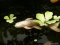 Fotos de Black Label Design -  Foto: Naturaleza - Como pez en el agua...