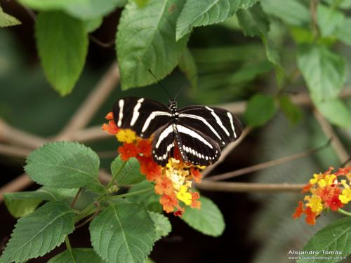 Fotografia de Black Label Design - Galeria Fotografica: Naturaleza - Foto: Mariposa