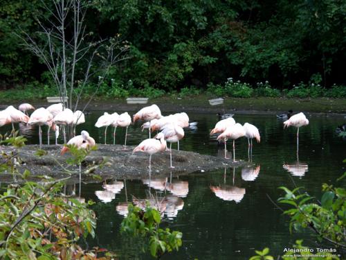 Fotografia de Black Label Design - Galeria Fotografica: Naturaleza - Foto: Los Flamengos