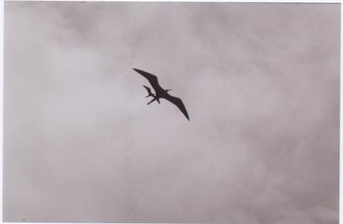 Fotografia de Gustavo - Galeria Fotografica: My Works - Foto: Gaviotas errantes